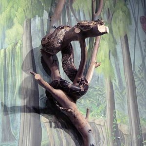 Red-Tailed Boa Exhibit (The Entire Exhibit!)