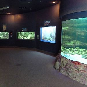 Aquarium #2 - The Wild + The Wonderful