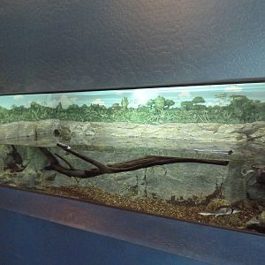 Snakeneck Turtle Exhibit