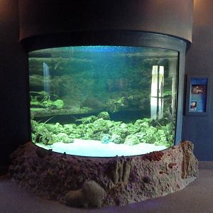 Caribbean Spiny Lobster Exhibit