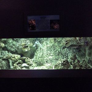 Lionfish Exhibit