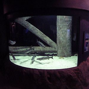 Greater Barracuda Exhibit