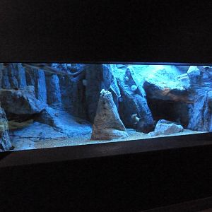 Leopard Shark Exhibit