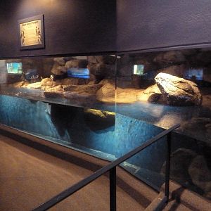 African Penguin Exhibit