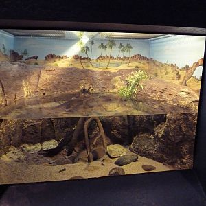 African Lungfish Exhibit