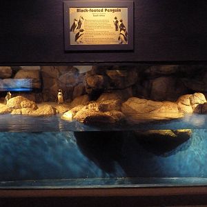 African Penguin Exhibit