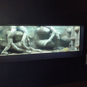 Electric Eel Exhibit