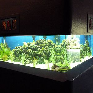 Seahorse Exhibit (3 Species)