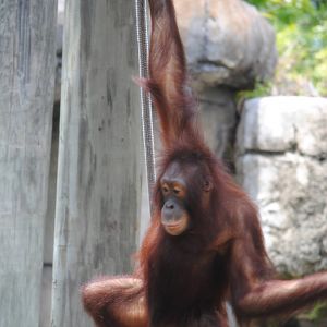 Orangutan