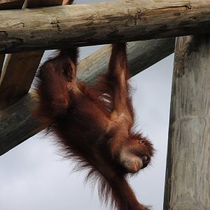 Orangutan