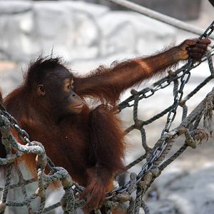 Orangutan