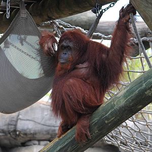Orangutan
