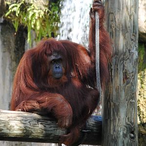 Orangutan