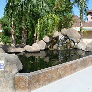 Domestic Koi Pond