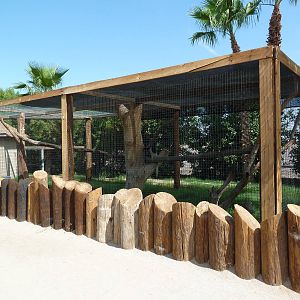 Colobus Monkey Exhibit