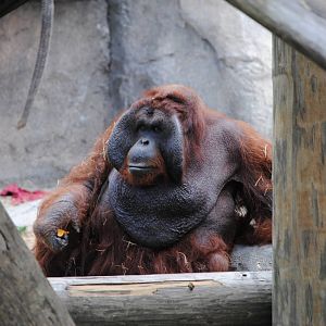 Orangutan