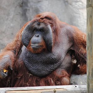 Orangutan
