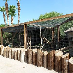 Brown-Nosed Coati Exhibit