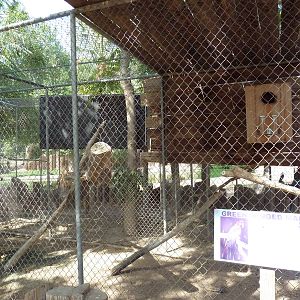 Green-Winged Macaw Exhibit