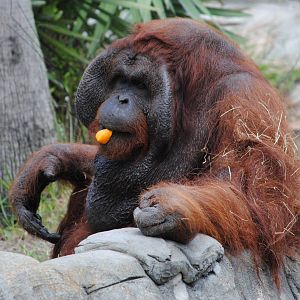 Orangutan