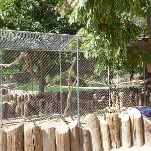 Black Palm Cockatoo Exhibit