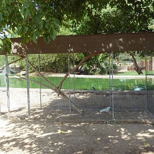Umbrella Cockatoo Exhibit
