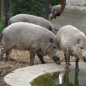 Bearded pigs