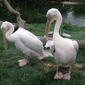 Pelicans
