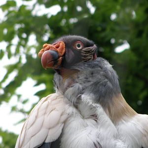 King Vulture