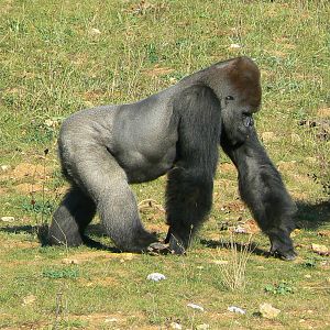 Photo of Ya Kwanza for GorillaBoy