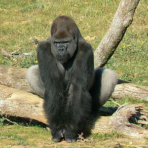 Photo of Ya Kwanza for GorillaBoy