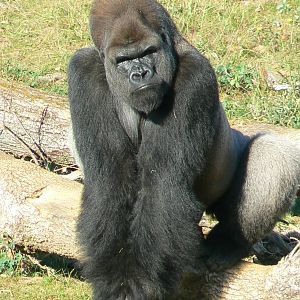 Photo of Ya Kwanza for GorillaBoy