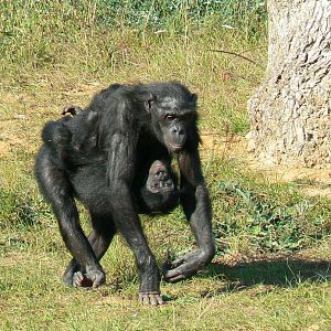 Ukela with Nakala the bonobos