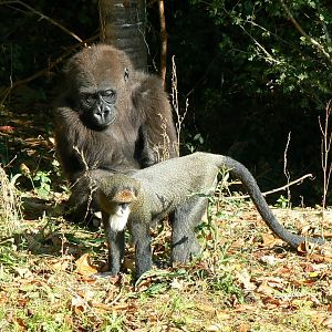One of the bachelor gorilla with de Brazza monkey