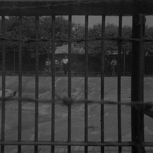 Polar bear enclosure in the late 60s