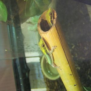 Yellow-headed Gecko (Phelsuma klemmeri)