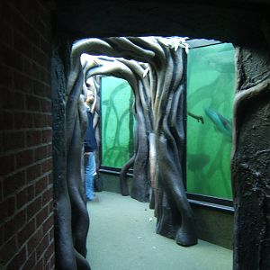 View of walk through Amazon Tank