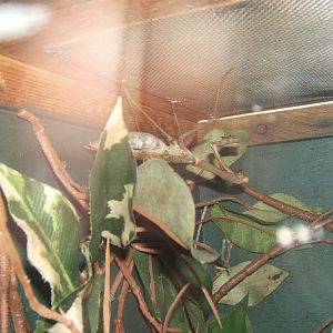 Mega Mantis (Plistospilota guineensis)