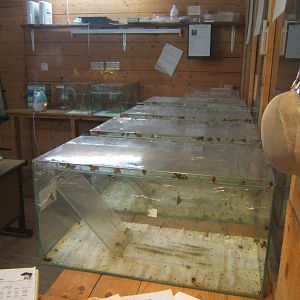 View of Partula Snail breeding room