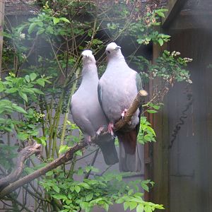 Chestnut-naped Imperial Pigeon (Ducula aenea paulina)