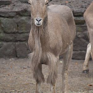 Barbary sheep