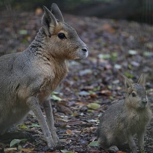 Patagonian mara and youngster