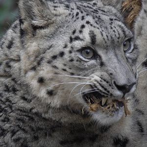 Snow leopard