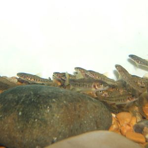 Young Atlantic Salmon