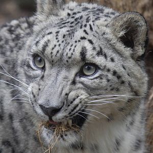 Snow leopard