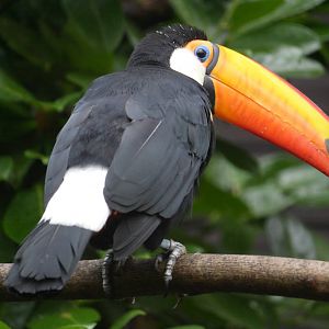 Toco toucan
