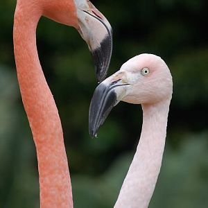Flamingos