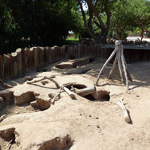 African Crested Porcupine Exhibit