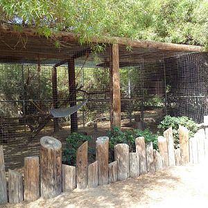 Schmidt's Spot-Nosed Guenon Exhibit