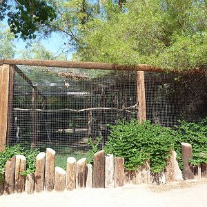 Mona Monkey Exhibit